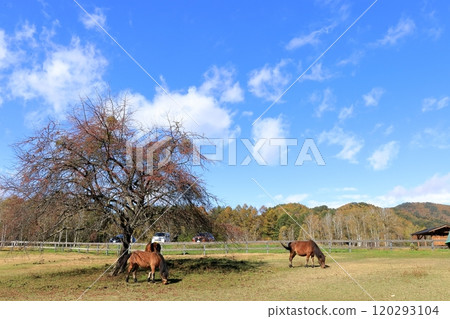 秋天的開田高原“木曾馬之裡” 120293104