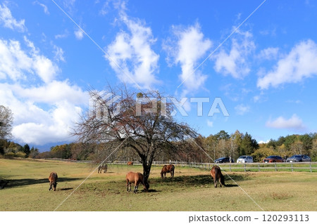 Autumn in Kaida Plateau "Kiso Horse Village" 120293113