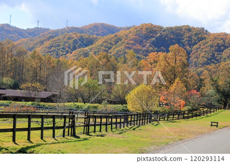 Autumn in Kaida Plateau "Kiso Horse Village" 120293114