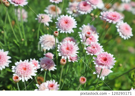 Pink double-flowered daisy 120293171