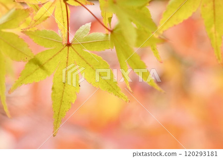 楓葉開始變色,淡紅色背景,特寫 楓葉開始變色,淡紅色背景,特寫 120293181