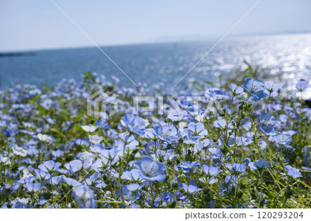以大海為背景,滿山盛開的粉蝶花 以大海為背景,滿山盛開的粉蝶花 120293204