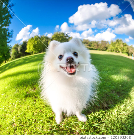 Cute white Pomeranian puppy photographed with a fisheye lens on a blue sky park background Cute white Pomeranian puppy photographed with a fisheye lens on a blue sky park background 120293208