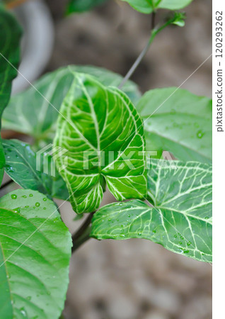 Syngonium Batik, Syngonium podophyllum or Syngonium podophyllum, Arrowhead Vine or Goosefoot or Araceae and rain droplet 120293262