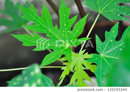 papaya , Carica papaya L or Papaya or Melan Tree or Paw Paw or CARICACEAE plant and rain droplet 120293264