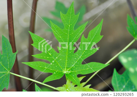 papaya , Carica papaya L or Papaya or Melan Tree or Paw Paw or CARICACEAE plant and rain droplet 120293265