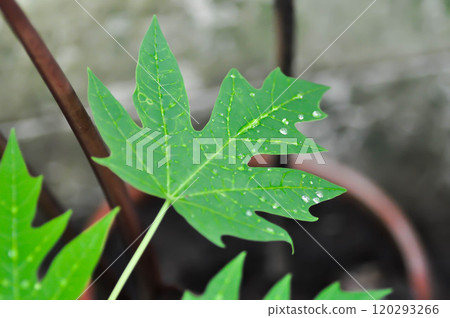 papaya , Carica papaya L or Papaya or Melan Tree or Paw Paw or CARICACEAE plant and rain droplet 120293266