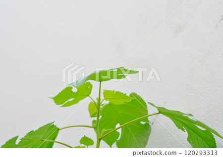 paper mulberry , Broussonetia papyrifera or Morus papyrifera L 120293313