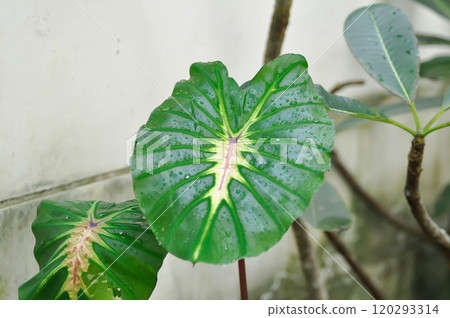 Colocasia esculenta White Lava, Colocasia White Lava or Colocasia variegated, Colocasia esculenta Nancys Revenge and rain droplet 120293314