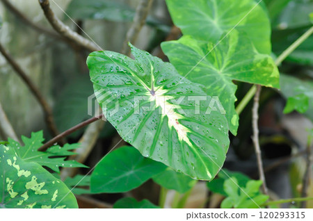 Colocasia esculenta White Lava, Colocasia White Lava or Colocasia variegated, Colocasia esculenta Nancys Revenge and rain droplet 120293315