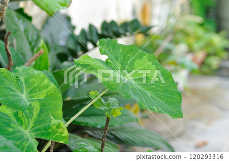 Colocasia esculenta midori sour, Colocasia ,midori sour or Colocasia plant Colocasia esculenta midori sour, Colocasia ,midori sour or Colocasia plant 120293316