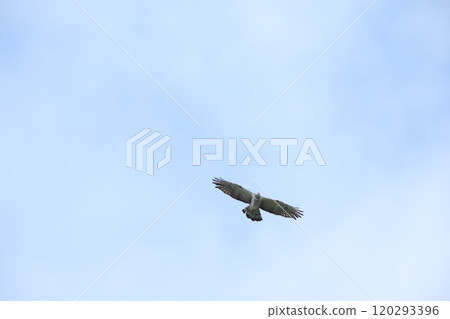 The flight of a bee-bear 120293396