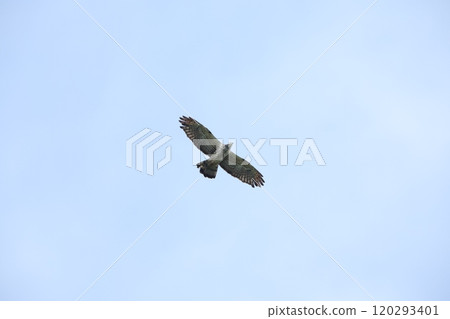 The flight of a bee-bear 120293401