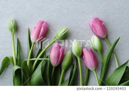 鬱金香春天形象 120293403