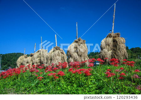 Autumnal Owarabi rice terraces 120293436