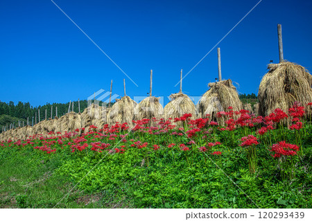 Autumnal Owarabi rice terraces 120293439