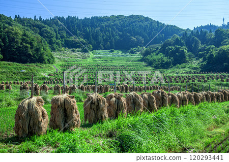 Autumnal Owarabi rice terraces 120293441