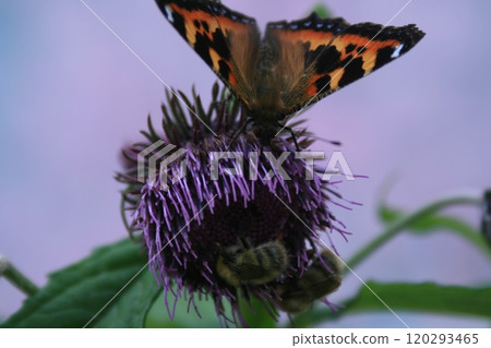Butterflies and bees swarming on flowers Butterflies and bees swarming on flowers 120293465