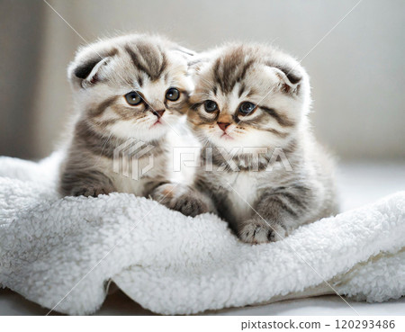 Two cute kittens on a towel 120293486