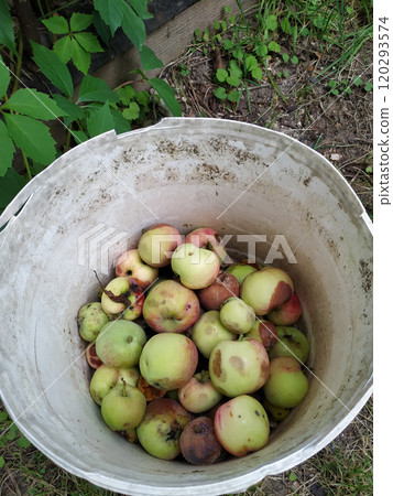 Bucket full of rotten apples. 120293574