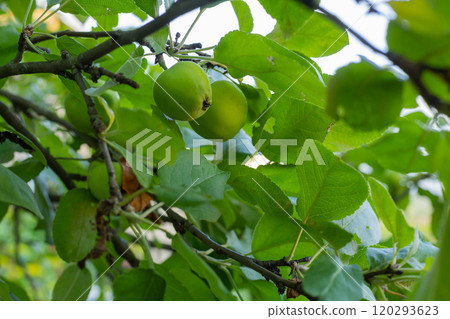 Green apples on tree branch, ready for summer harvest. 120293623