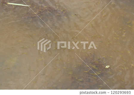 Young snakehead fish swarming on the water surface 120293693