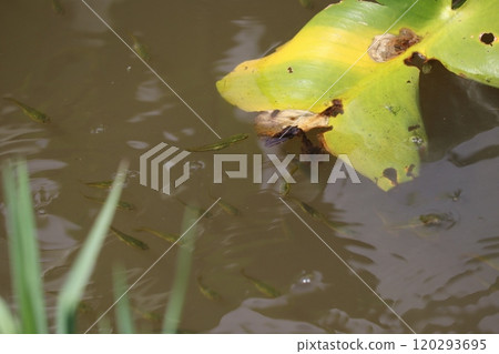Young snakehead fish swarming on the water surface Young snakehead fish swarming on the water surface 120293695
