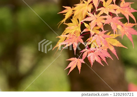 美麗的楓葉與秋葉特寫生動 120293721