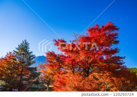 【山梨縣】從國立植樹節紀念廣場看到的富士山，秋天的楓葉很美 120293724