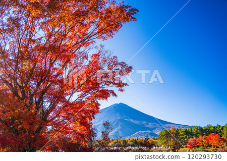 [Yamanashi Prefecture] Beautiful autumn leaves of maples and a view of Mt. Fuji from the National Arbor Day Commemorative Square 120293730