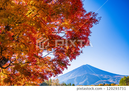 [Yamanashi Prefecture] Beautiful autumn leaves of maples and a view of Mt. Fuji from the National Arbor Day Commemorative Square 120293731