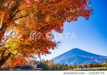 【山梨縣】從國立植樹節紀念廣場看到的富士山，秋天的楓葉很美 120293734