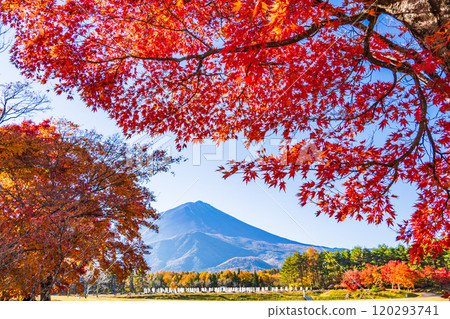 [Yamanashi Prefecture] Beautiful autumn leaves of maples and a view of Mt. Fuji from the National Arbor Day Commemorative Square 120293741