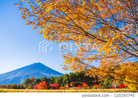 【山梨縣】從國立植樹節紀念廣場看到的富士山，秋天的楓葉很美 120293745