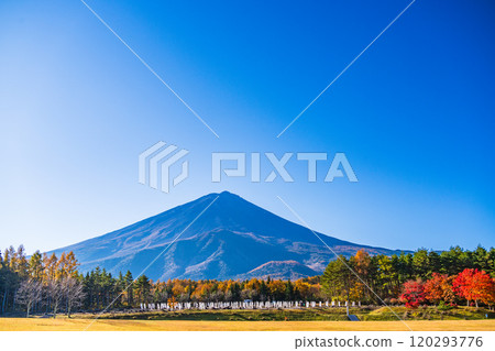[Yamanashi Prefecture] Beautiful autumn leaves of maples and a view of Mt. Fuji from the National Arbor Day Commemorative Square 120293776
