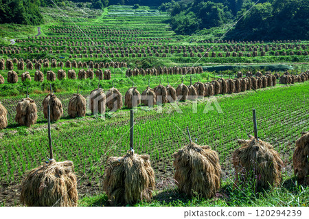 Autumnal Owarabi rice terraces Autumnal Owarabi rice terraces 120294239