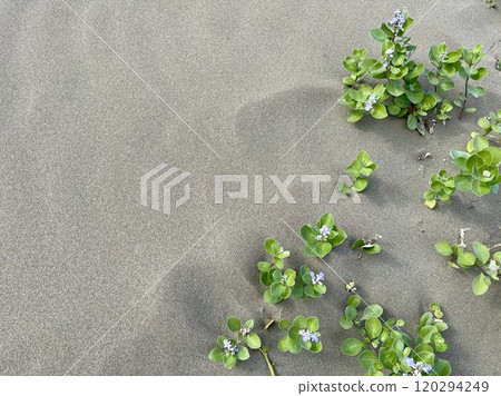 海濱植物蔓荊03 海濱植物蔓荊03 120294249