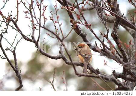 摩蘇卡在梅樹上 120294283