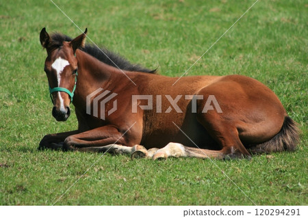 未來的名馬第2部分 120294291