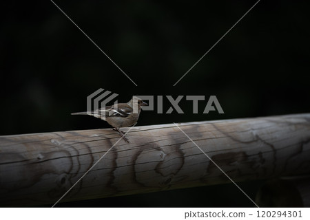 A moody photo of a female common chaffinch, seen in low morning light in a Slovenian forest. A moody photo of a female common chaffinch, seen in low morning light in a Slovenian forest. 120294301