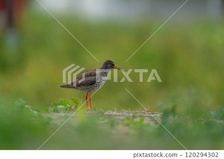 A common redshank is seen standing in the grass in Lofoten Norway. 120294302