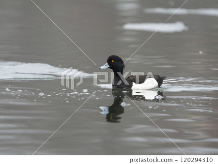 A tufted duck male reflected in the icy water in Stockholm's archipelago.  120294310