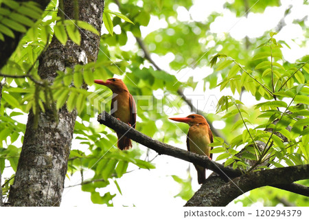 A pair of ruddy kingfishers perched on a branch 120294379