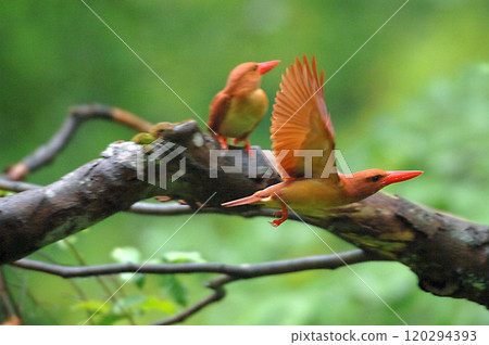 A Japanese Kingfisher passes in front of a Japanese Kingfisher perched on a branch at high speed. A Japanese Kingfisher passes in front of a Japanese Kingfisher perched on a branch at high speed. 120294393