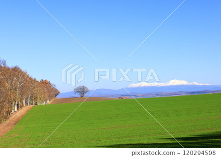 A typical Hokkaido landscape with blue skies, snow-capped Daisetsuzan mountain ranges, and autumn-colored birch trees 120294508