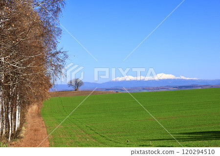 A typical Hokkaido landscape with blue skies, snow-capped Daisetsuzan mountain ranges, and autumn-colored birch trees 120294510