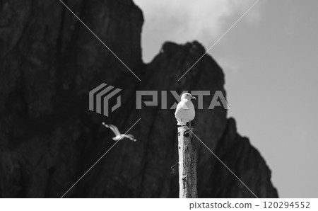 Black and white photo of Herring Gulls in Lofoten, Norway. One is perched on a post, the other is soaring in the background in front of a sea cliff. 120294552