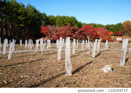 [Yamanashi Prefecture] National Arbor Day Commemorative Square: Planted and protected trees 120294737