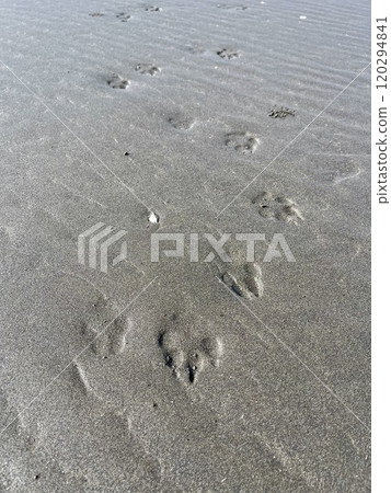 Dog footprints on the beach 02 Dog footprints on the beach 02 120294841