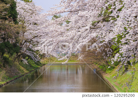 Hirosaki Castle, cherry blossoms in full bloom and moat 120295200